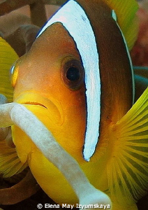 Red Sea anemonfish (Amphiprion bicinctus) by Elena May Izyumskaya 